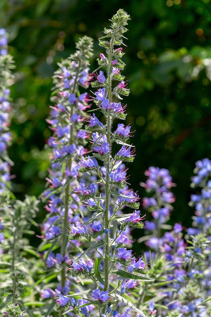 Blooming Echium vulgare Viper's Bugloss