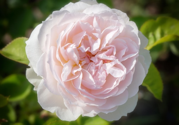 Blooming English rose in the garden on a sunny day Rose Gentle Hermione