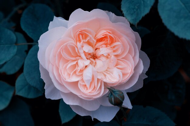 Цветущая английская роза в саду в солнечный день Роза Нежная Гермиона