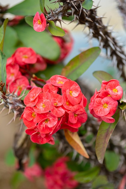 Цветущая Euphorbia milii или терновый венец крупным планом