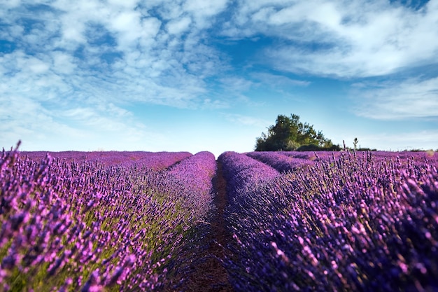 A blooming field of lavender flowers