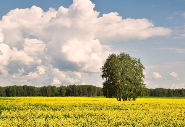 Blooming field of rapeseed in summer