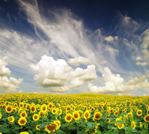 Blooming field of sunflowers on blue sky