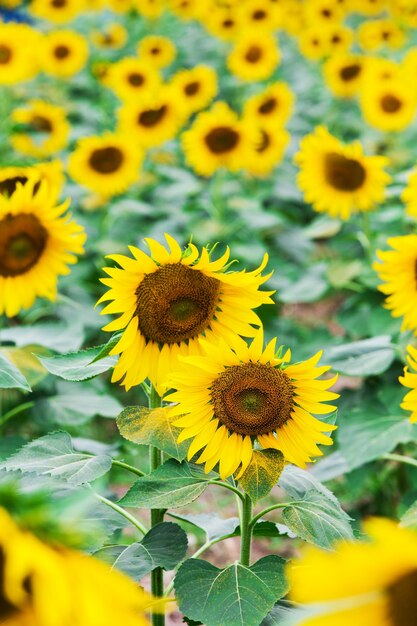 Blooming field of a sunflowers