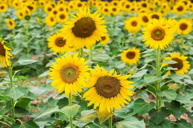 Blooming field of a sunflowers