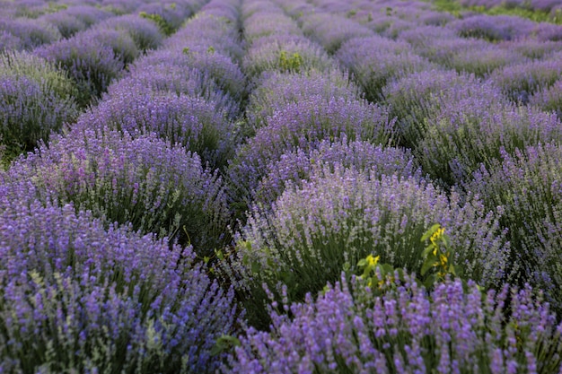 Blooming fields of lavender