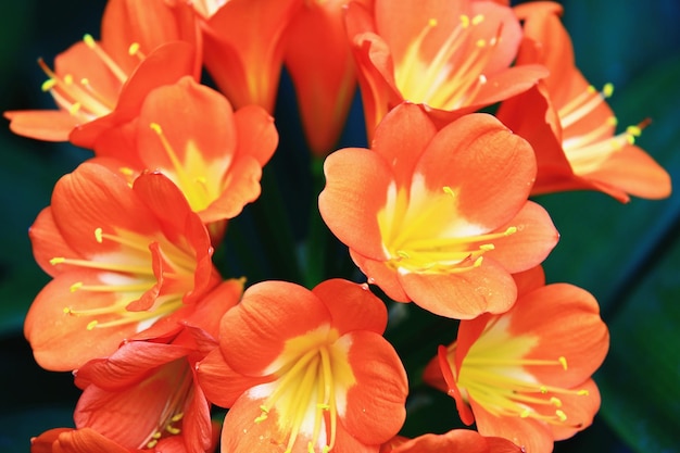 blooming Fire Lily or Clivia or Benediction Lily or Bush Lily or Flame Lily or Red Bush Lily flowers