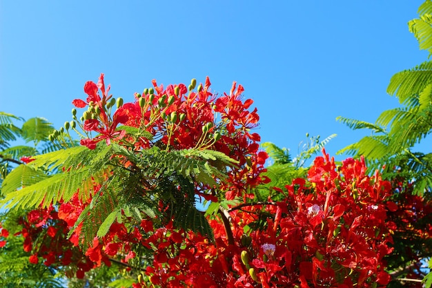 사진 리조트 정원에 피는 불꽃 나무 로열 포인시아나 델로닉스 레지아 마다가스카르 섬의 열대 장식 고유 수종 붉은 꽃 꽃잎과 녹색 잎과 푸른 하늘 선택적 초점