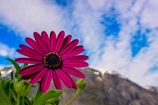 Blooming flower against the sky - eidfjord