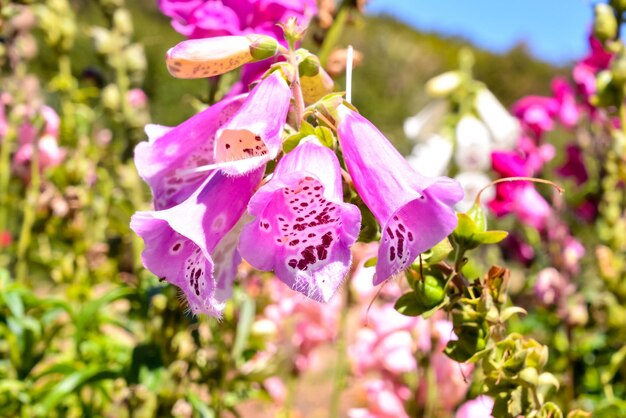 Blooming Flower Background