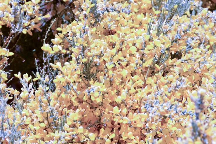 Photo く 花 の 背景