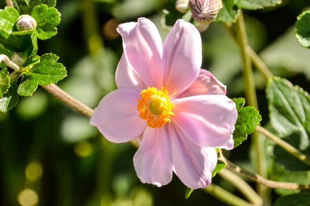 Blooming Flower Background