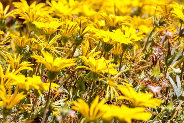 Photo blooming flower background