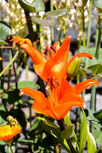 写真 く 花 の 背景