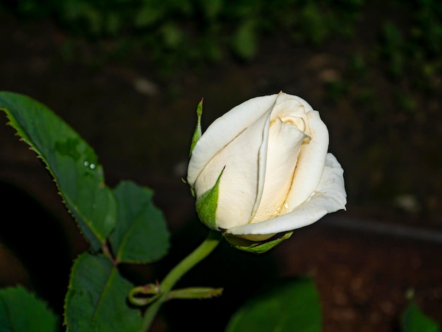 白い庭のバラの花のつぼみが咲く