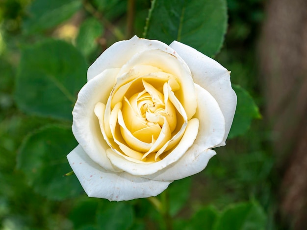 Blooming flower buds of a white garden rose