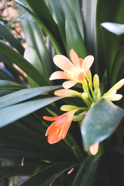 Цветущий цветок кливии миниатюрной Летняя тропическая композиция