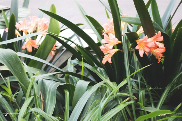 Photo blooming flower of clivia miniata summer tropical composition