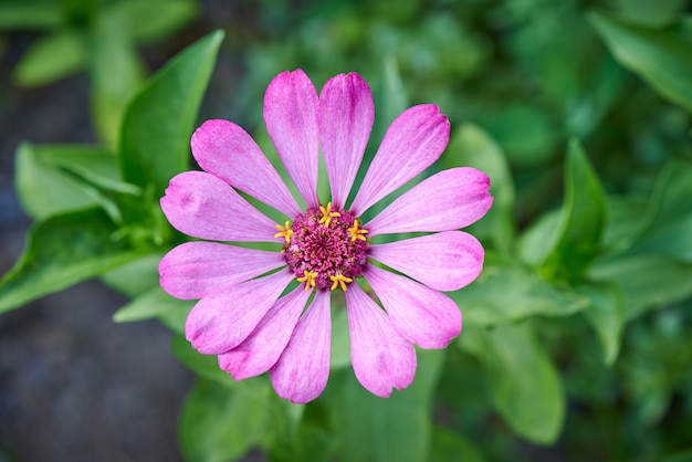 Blooming flower close-up