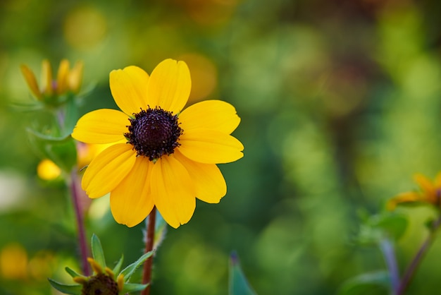 Blooming flower close-up