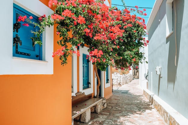 Blooming flower over empty aisle in island Halki in Greece