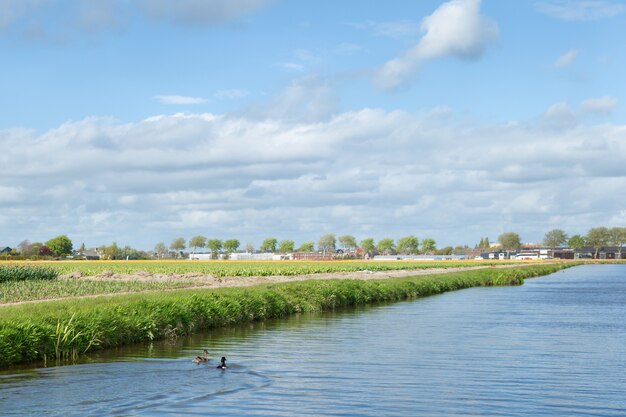 オランダの田舎の運河の近くに咲く花畑