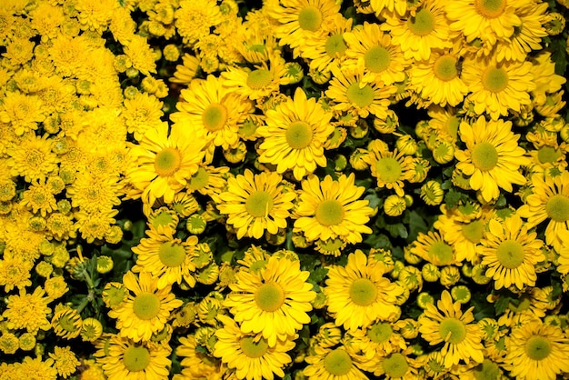 Blooming flower in the garden in spring time. Natural background and colorful texture.