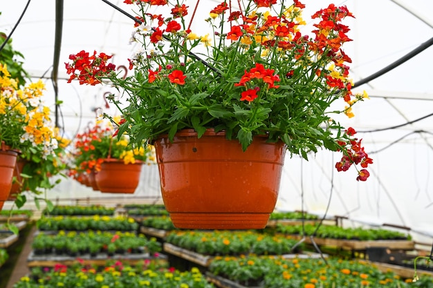 Blooming flower in hanging pot on the foreground Concept of producing flowers in a greenhouse