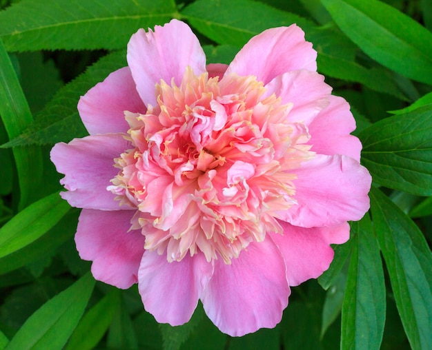 Blooming flower pink peony closeup, top view, green leaf background