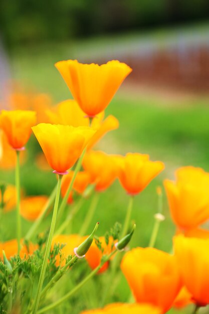 Blooming flower poppy with green leaves living natural nature unusual aroma bouquet flora poppy flower of long pistil rounded stamen soft grass botanical floral bunch from nice poppy flowers