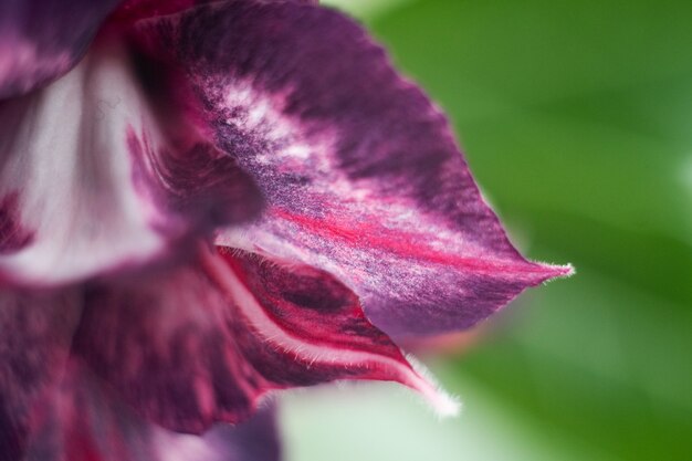 紫の多肉植物の咲く花