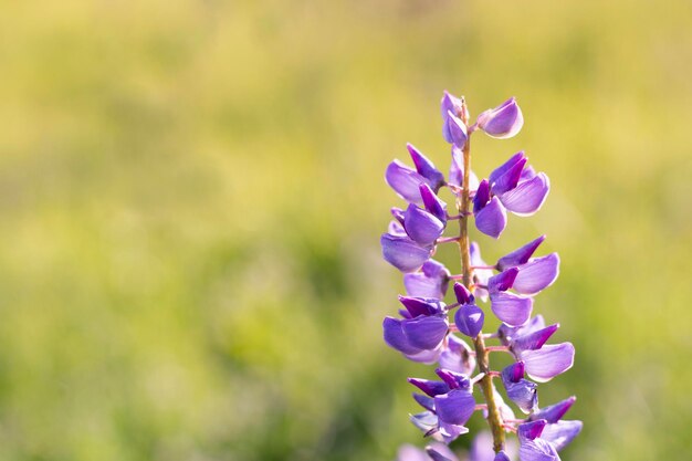 春の自然の背景に咲く花