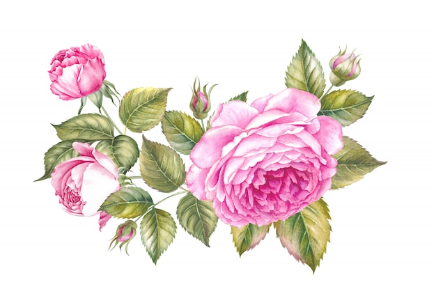 Blooming flower watercolor . Cute pink roses in vintage style for design. Handmade garland composition. Watercolour botanical illustration.