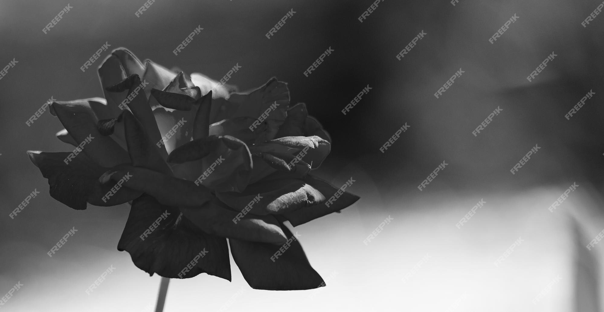 Black Rose Images - Free Download on Freepik