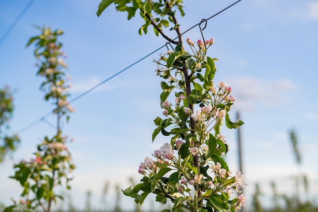 Blooming flowers of apple tree on branches close up of apple flowers with defocus in background