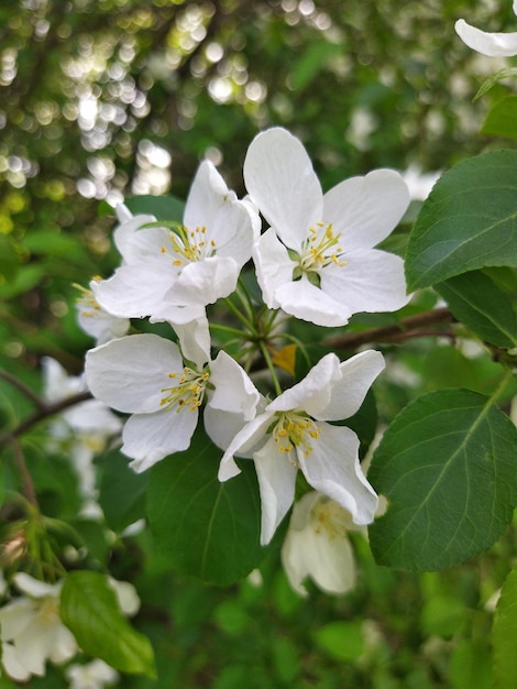 Foto fiori fioriti di albero di mela fiore primaverile petali bianchi