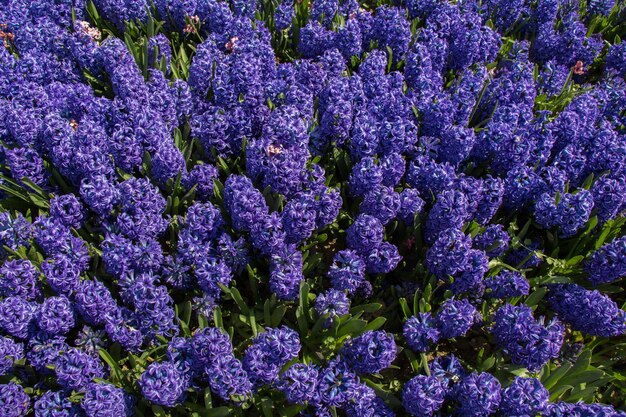 Blooming flowers as a background