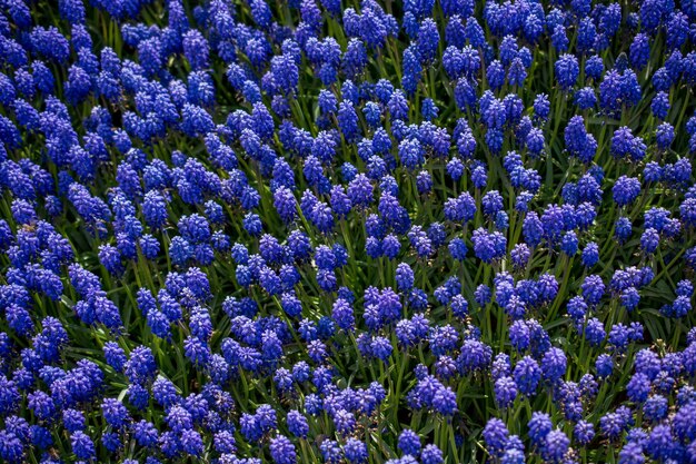 Blooming flowers as a background