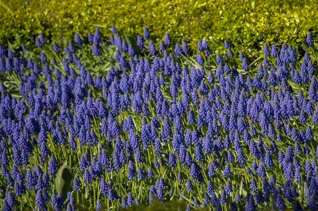 Blooming flowers as a background