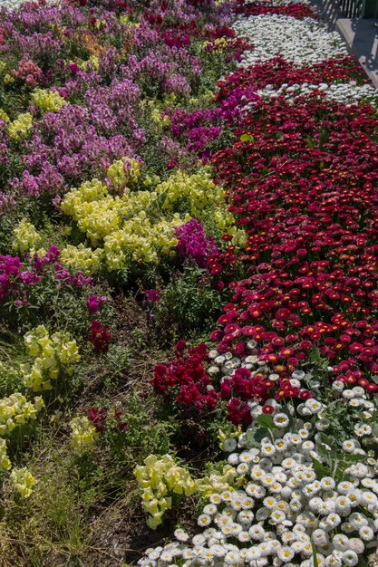 Foto fiori in fiore come sfondo