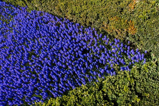 Blooming flowers as a background