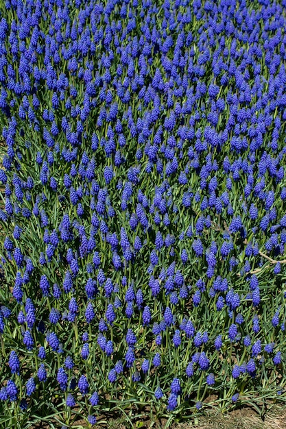 Blooming flowers as a background