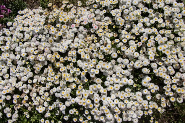 Blooming flowers as a background