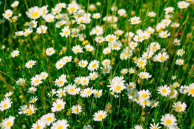 Blooming flowers daisies on green grass