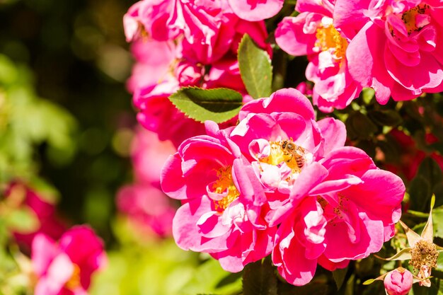 Blooming flowers in the garden in early summer.