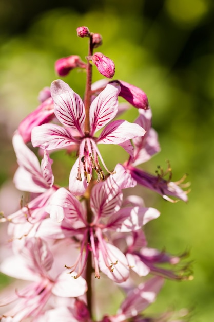 Blooming flowers in the garden in early summer.