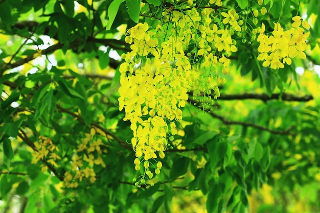 цветущие цветы дерева Золотой дождьСенна Золотой дождьИндийский лабурнумДерево для пудинга