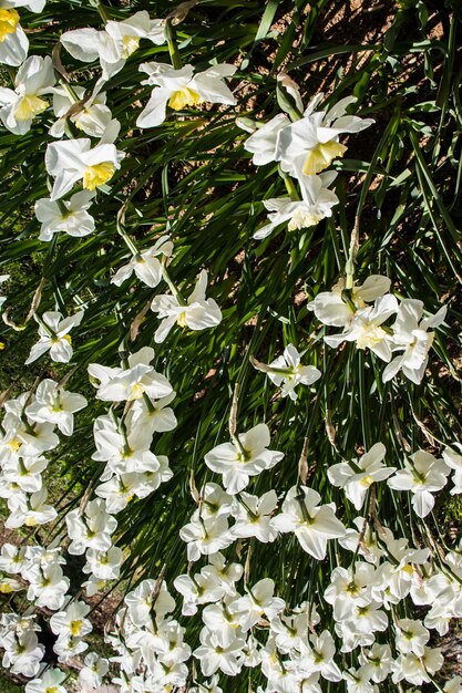 写真 咲いた花が花の背景テクスチャを作成します