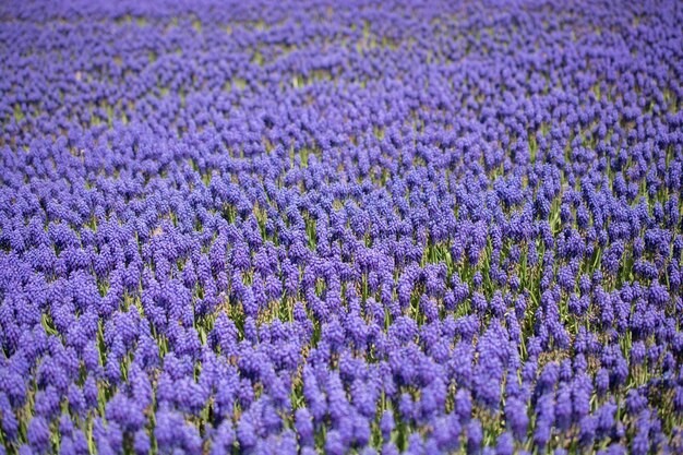 Blooming flowers make a floral background texture