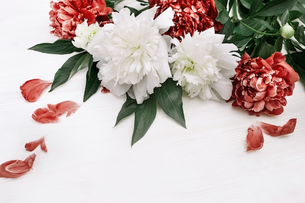 Blooming flowers of peony. Red and white peonies on  wooden background with copy space. Top view. Flat lay.